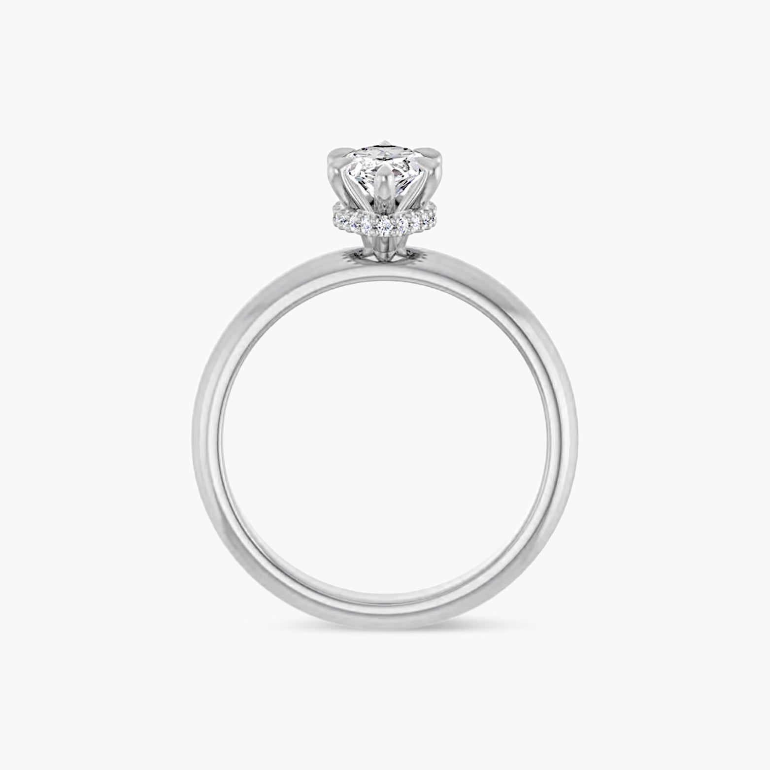 The Hidden Halo Wren