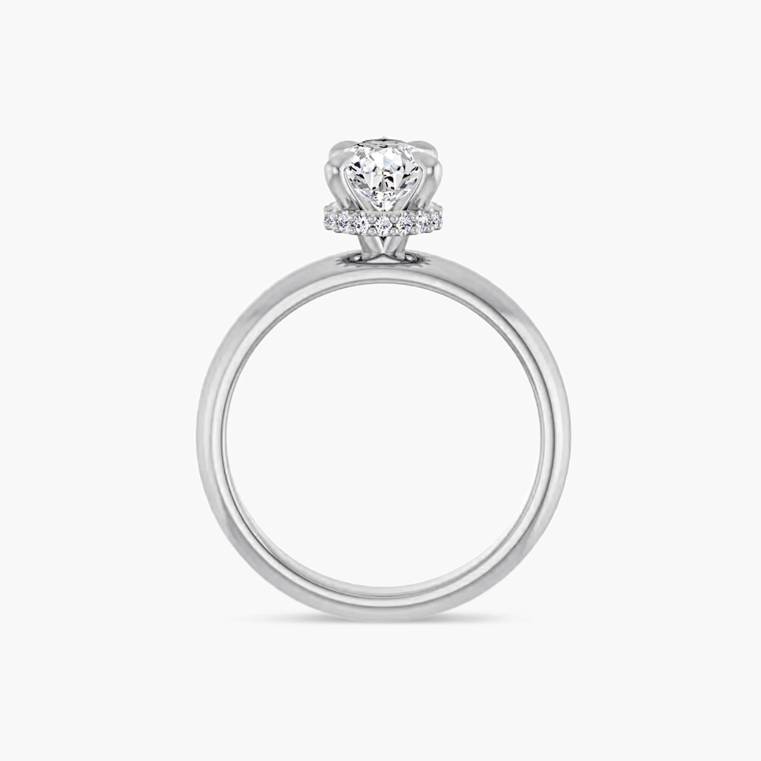 The Hidden Halo Wren