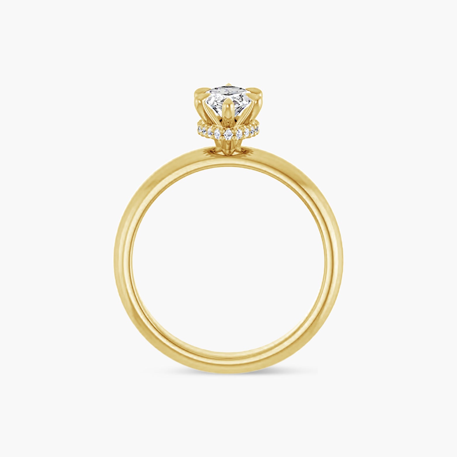 The Hidden Halo Wren